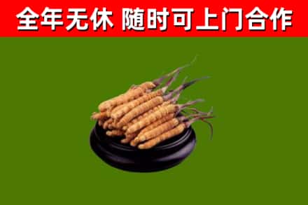 滦平县回收散虫草